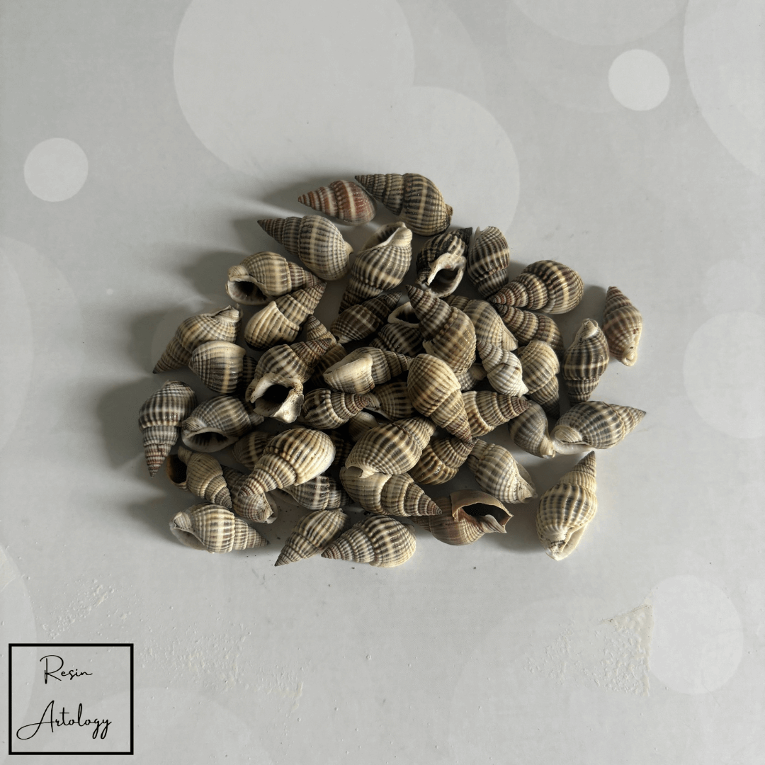 BROWN SEA SHELLS