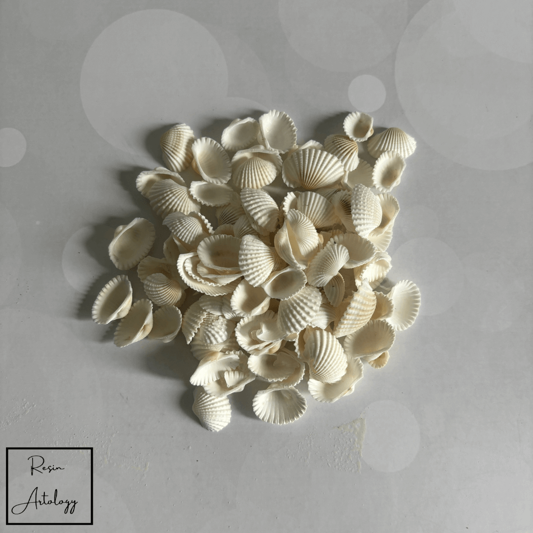 WHITE SEA SHELLS